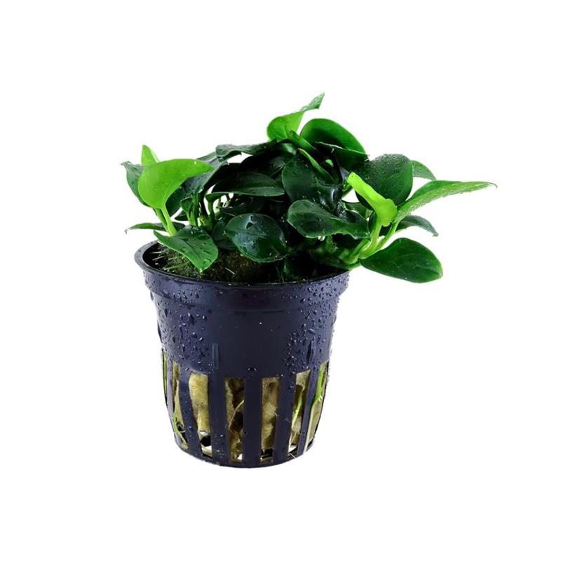 Planta acvariu Anubias barteri Petite Tropica - imagine 4